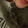 cat, person, close_up, snuggle, gray_cat, paw, face_partial, cozy, indoor, casual, soft_lighting, pet, fur, relaxed, cuddle, comfort, companion, human, animal, warmth