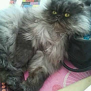 Dior participe au concours pour gagner de l'argent avec cette photo :