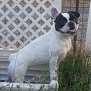 Fripouille participe au concours pour gagner de l'argent avec cette photo :