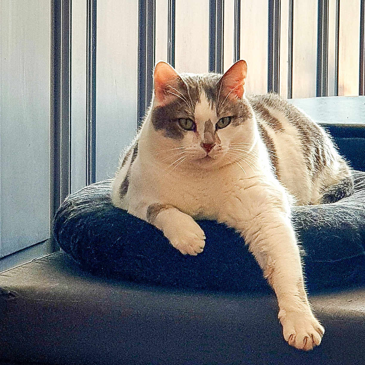 Nimbus a rejoint le concours — aidez-le/la à gagner de superbes lots ! abyssinian, animal, canine, cat, couch, cushion, dog, egyptiancat, furniture, homedecor, kitten, manx, pet