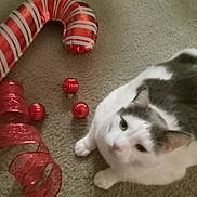 Silver joined the competition — help win amazing prizes! animal, balloon, candy_cane, carpet, cat, christmas, closeup, curious, cute, domestic_cat, feline, festive, floor, gray_cat, holiday_decorations, indoor, pet, red_ornaments, red_ribbon, white_cat