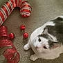 animal, balloon, candy_cane, carpet, cat, christmas, closeup, curious, cute, domestic_cat, feline, festive, floor, gray_cat, holiday_decorations, indoor, pet, red_ornaments, red_ribbon, white_cat