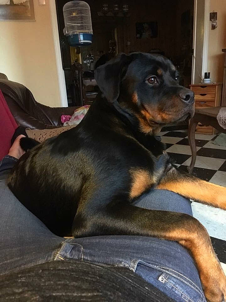 Penelope participe au concours pour gagner de l'argent avec cette photo : canidae, carnivore, collar, comfort, companion_dog, dog, dog_breed, door, fawn, fur, grey, guard_dog, hound, picture_frame, rottweiler, sitting, snout, sporting_group, working_animal, working_dog