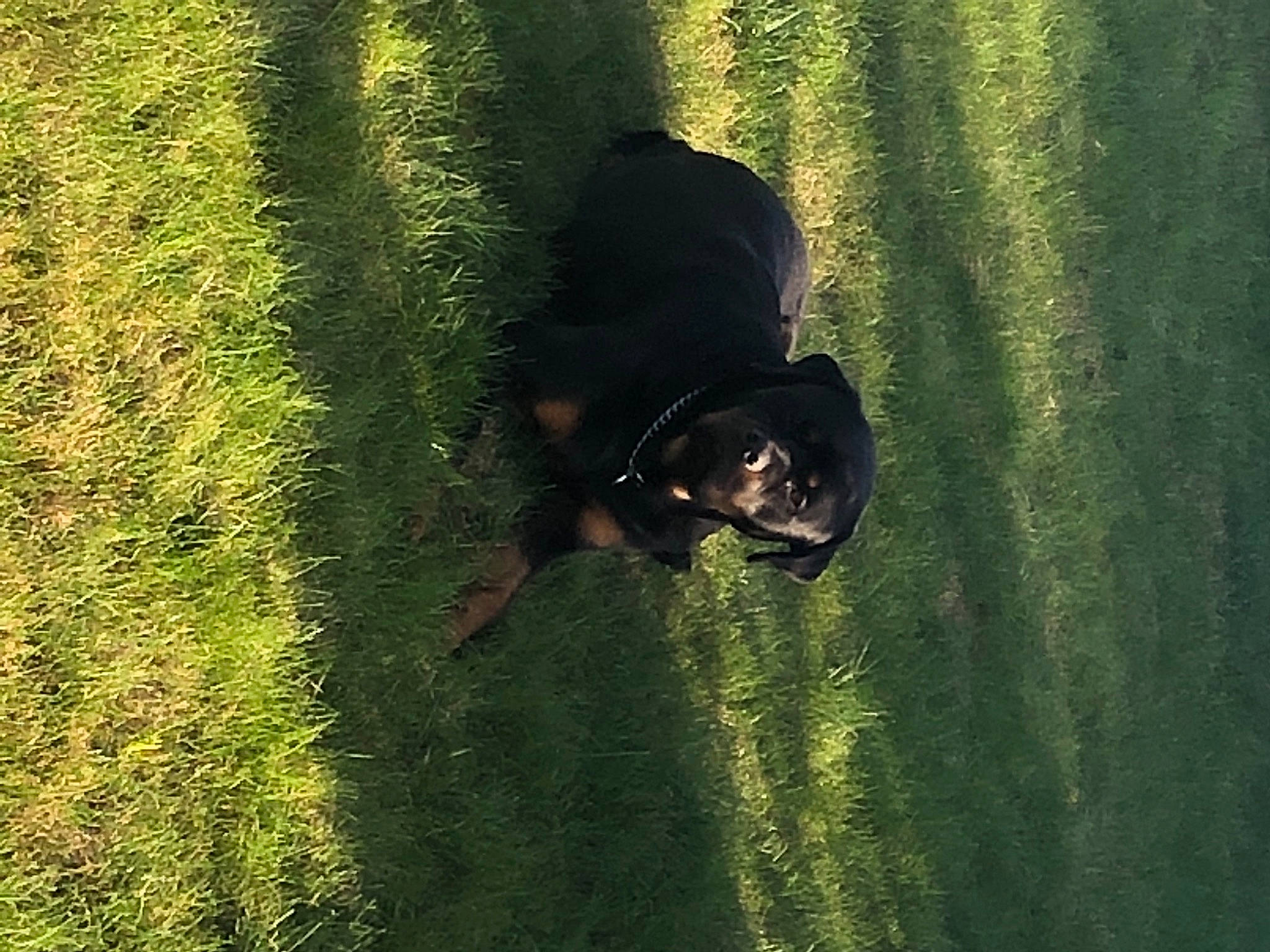 Penelope a rejoint le concours — aidez-le/la à gagner de superbes lots ! carnivore, dog, dog_breed, grass, grass_family, grassland, landscape, lawn, leaf, leisure, mammal, people_in_nature, plant, shrub, sporting_group, sunlight, tints_and_shades, tree, vertebrate, water