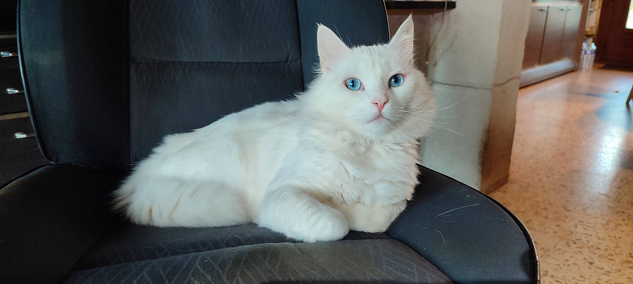 Snow a rejoint le concours — aidez-le/la à gagner de superbes lots ! carnivore, cat, claw, comfort, domestic_short_haired_cat, eye, felidae, fur, paw, sitting, small_to_medium_sized_cats, snout, tail, terrestrial_animal, whiskers