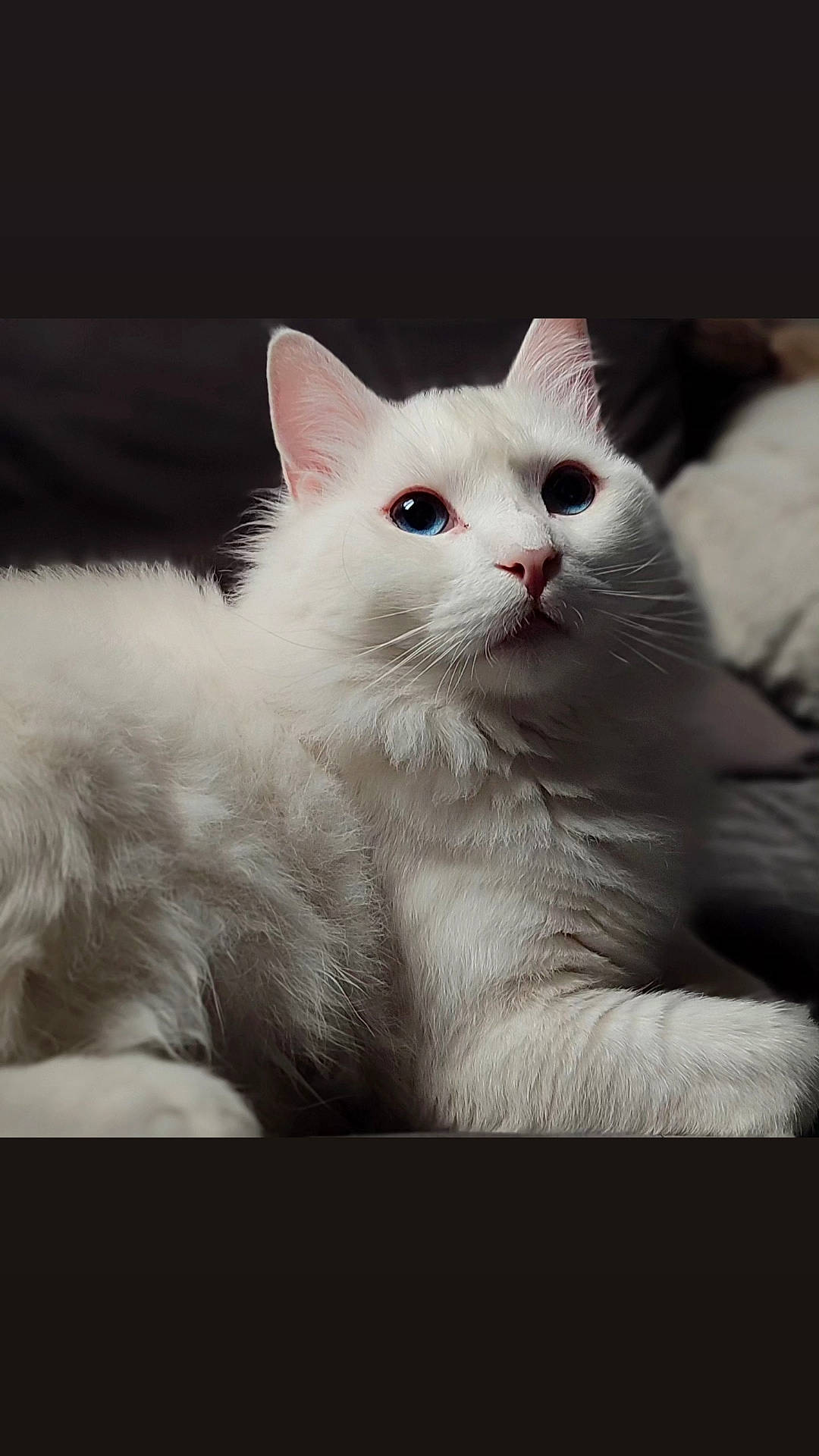 Snow participe au concours pour gagner de l'argent avec cette photo : carnivore, cat, comfort, domestic_short_haired_cat, felidae, fur, paw, small_to_medium_sized_cats, tail, terrestrial_animal, whiskers