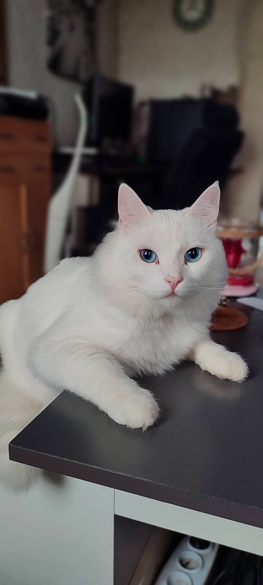 Snow participe au concours pour gagner de l'argent avec cette photo : box, carnivore, cat, domestic_short_haired_cat, eye, felidae, fur, paw, sitting, small_to_medium_sized_cats, snout, tail, whiskers