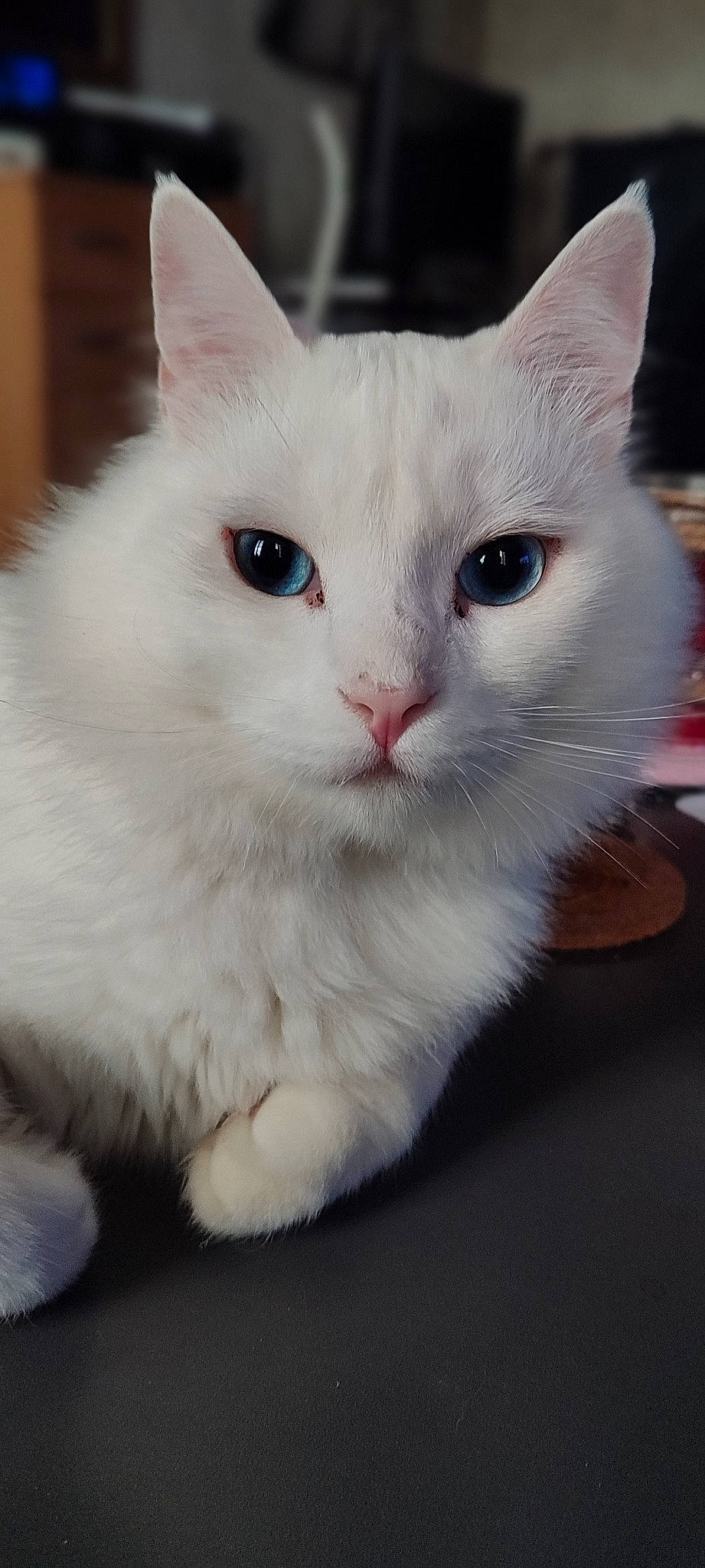 Snow a rejoint le concours — aidez-le/la à gagner de superbes lots ! carnivore, cat, domestic_short_haired_cat, felidae, fur, paw, small_to_medium_sized_cats, snout, tail, whiskers