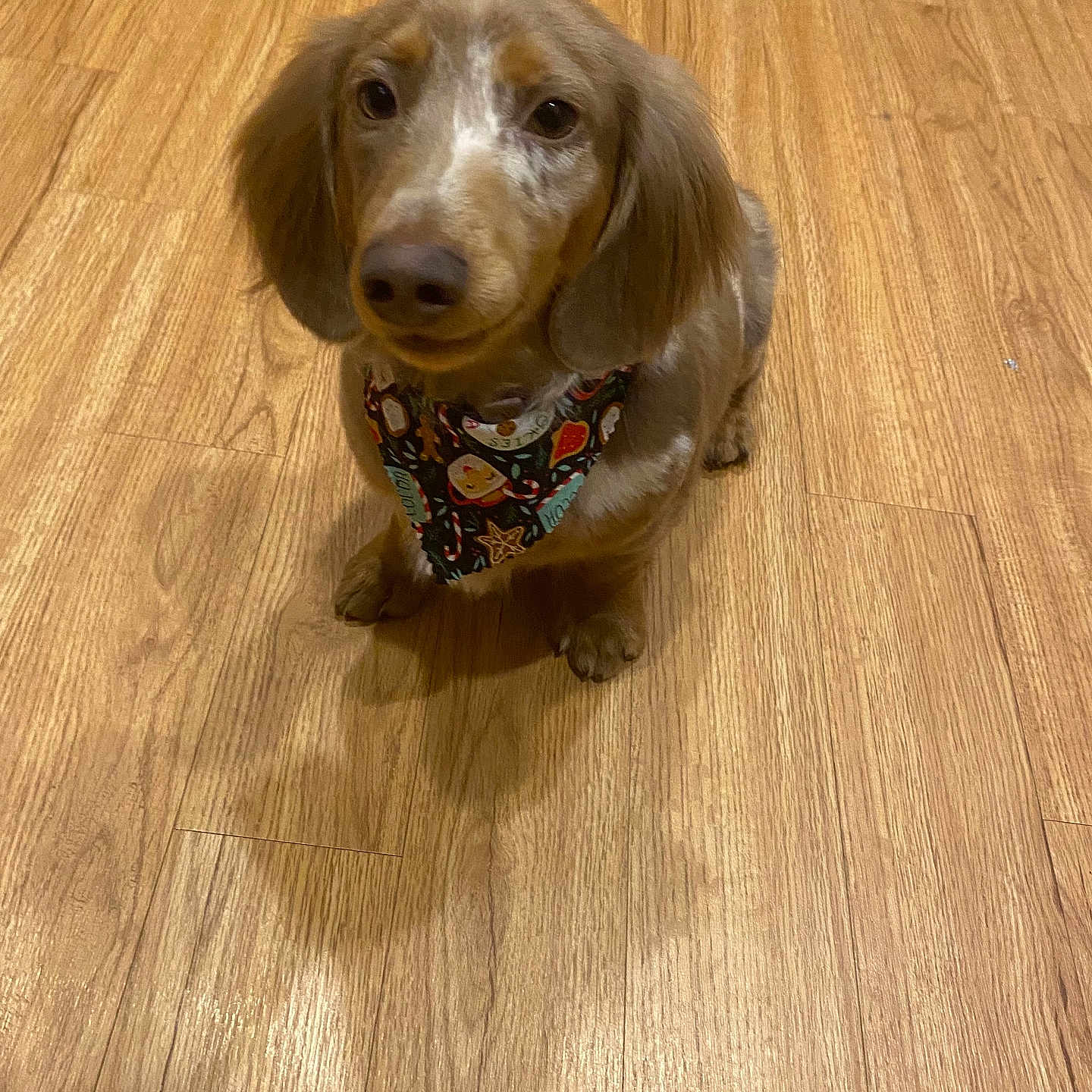 Woody joined the competition — help win amazing prizes! adorable, animal, bandana, brown_dog, canine, companion, cute, dachshund, dog, domestic_animal, ears, floor, fur, indoor, looking_up, pet, puppy, sitting, small_dog, wood_floor