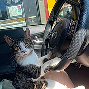 Birdy is registered to the contest to win money with this photo: animal, car_interior, cat, domestic_cat, door, ears, eyes, feline, gas_station, lap, paw, person, pet, reflection, seat, steering_wheel, sunlight, tabby_cat, whiskers, window