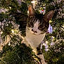 abyssinian, accessories, animal, candle, cat, christmas, christmasdecorations, christmastree, conifer, festival, fir, kitten, lighting, manx, ornament, pet, pine, plant, tree, vegetation