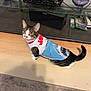 Birdy is registered to the contest to win money with this photo: animal, cat, curious, decorative_items, ears, feline, glass_shelf, household, indoor, jaws_shirt, looking_up, pet_clothing, plants, pumpkins, sony_speaker, tabby_cat, tail, video_games, whiskers, wooden_floor