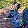 animal, blanket, casual, cat, clothing, collar, curious, cute, denim_vest, ears, feline, grass, leash, outdoor, park, pet, sitting, sunny, tabby, whiskers