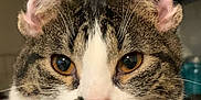 Birdy is registered to the contest to win money with this photo: animal, cat, close_up, curious, cute, domestic_cat, ears, eyes, face, feline, fur, indoor, looking, mammal, nose, pet, portrait, tabby, whiskers, white_fur