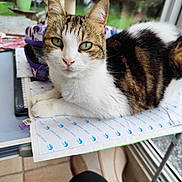 Chipie a rejoint le concours — aidez-le/la à gagner de superbes lots ! animal, cat, closeup, desk, feline, fur, green_eyes, home, houseplant, indoor, looking_at_camera, natural_light, paper, pet, quiet, relaxed, stationery, tabby_cat, white_cat, window