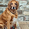 Caramelle a rejoint le concours — aidez-le/la à gagner de superbes lots ! beaded_collar, brick, brown_coat, close_up, companion, dog, expression, fur, gaze, golden_retriever, mature_dog, outdoor, paws, pet, portrait, rug, sitting, stone_wall, tile_floor, whiskers