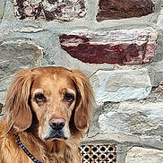 Caramelle participe au concours pour gagner de l'argent avec cette photo : beaded_collar, brick, brown, close_up, dog, ears, eyes, fur, golden_retriever, masonry, nose, outdoor, pet, portrait, serious_expression, sitting, stone_wall, texture, vent_grille, wall