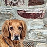 beaded_collar, brick, brown, close_up, dog, ears, eyes, fur, golden_retriever, masonry, nose, outdoor, pet, portrait, serious_expression, sitting, stone_wall, texture, vent_grille, wall