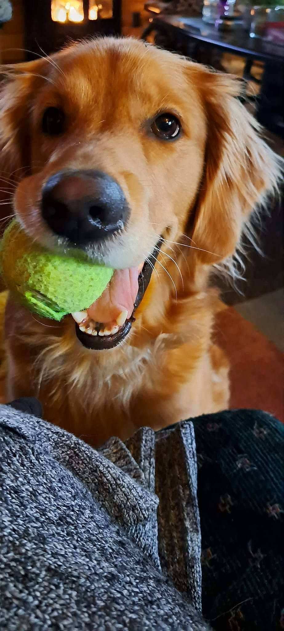 Izzy is registered to the contest to win money with this photo: ancient_dog_breeds, canidae, carnivore, collar, companion_dog, dog, dog_breed, dog_collar, fawn, fur, gun_dog, liver, pet_supply, photography, snout, sporting_group, whiskers, working_animal, working_dog