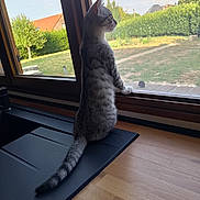 Naya participe au concours pour gagner de l'argent avec cette photo : cat, kitten, gray_tabby, animal, pet, window, indoors, garden, outdoors, profile, sitting, standing, looking_outside, tail, whiskers, ears, fur, wood_floor, sunlight, home
