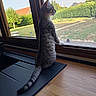 cat, kitten, gray_tabby, animal, pet, window, indoors, garden, outdoors, profile, sitting, standing, looking_outside, tail, whiskers, ears, fur, wood_floor, sunlight, home