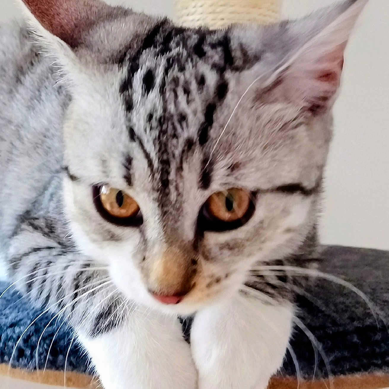 Naya