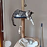 cat, tabby_cat, sleeping, lounging, pet, animal, cat_tree, scratching_post, hammock, paw, tail, striped_fur, gray_fur, white_fur, toy_mouse, pom_pom, indoor, home, pet_bed, relaxed