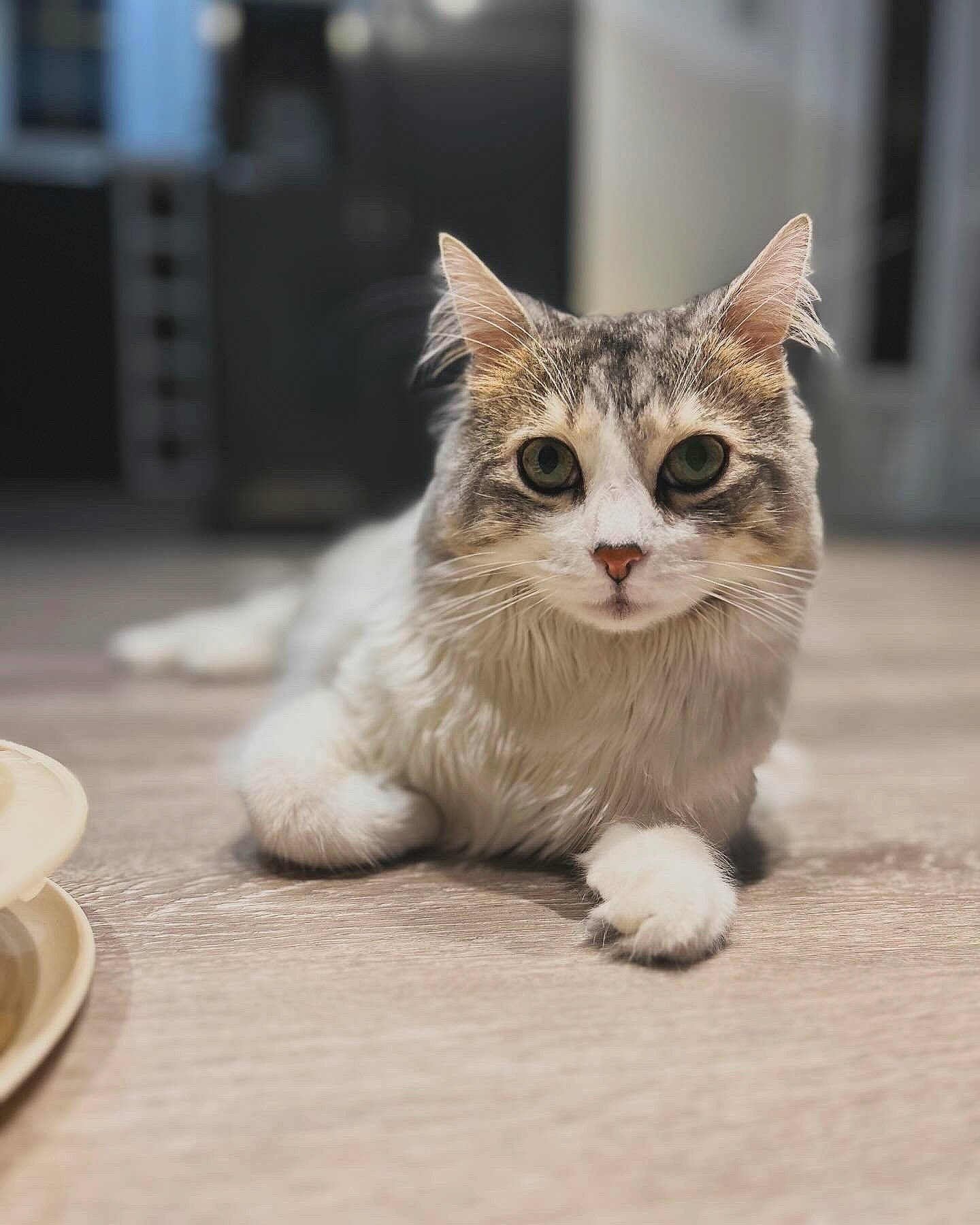 Tomy a rejoint le concours — aidez-le/la à gagner de superbes lots ! carnivore, cat, claw, dishware, domestic_short_haired_cat, fawn, felidae, foot, kitchen_utensil, mammal, paw, plate, serveware, small_to_medium_sized_cats, snout, tableware, tail, whiskers, window, wood