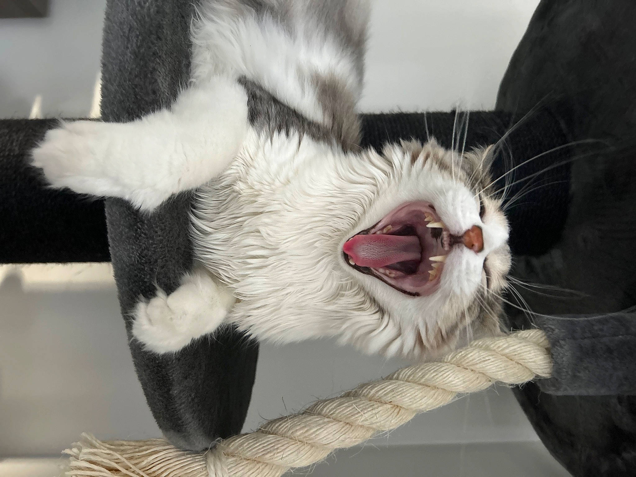 Tomy a rejoint le concours — aidez-le/la à gagner de superbes lots ! biting, carnivore, cat, claw, eye, fang, felidae, foot, fur, jaw, paw, roar, small_to_medium_sized_cats, snout, tail, terrestrial_animal, tongue, tooth, whiskers, yawn