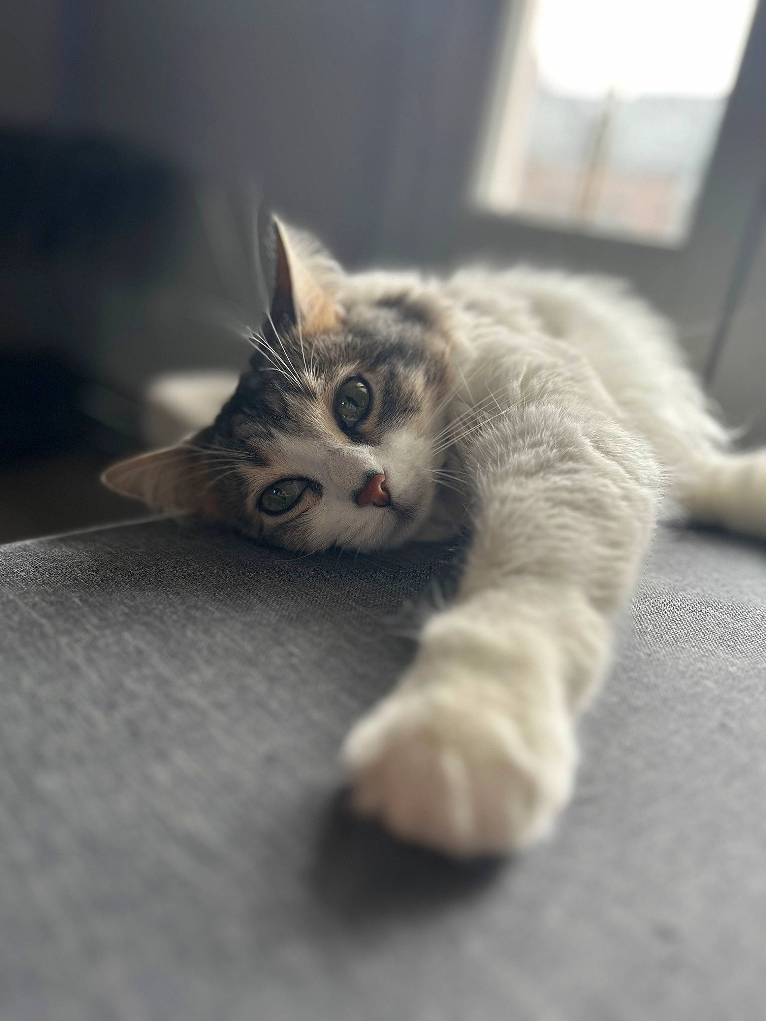 Tomy participe au concours pour gagner de l'argent avec cette photo : carnivore, cat, claw, close_up, comfort, domestic_short_haired_cat, eye, felidae, flooring, fur, grey, paw, small_to_medium_sized_cats, snout, tail, whiskers, window, wood