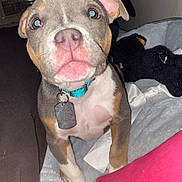 Luna joined the competition — help win amazing prizes! animal, bed, blanket, blue_collar, canine, close_up, curious, cute, dog, ears, face, indoor, pet, pet_tag, pink, puppy, soft, toy, whiskers, young_dog