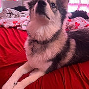 Apollo joined the competition — help win amazing prizes! dog, bed, blanket, indoor, curious, fur, collar, red_bedspread, pink_curtains, cozy, pet, animal, lying_down, furniture, soft_light, domestic, canine, fluffy, resting, comfortable