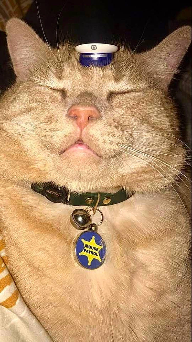 Biff joined the competition — help win amazing prizes! body_jewelry, carnivore, cat, collar, dog_collar, ear, electric_blue, eyewear, facial_hair, fawn, felidae, glasses, jaw, jewellery, necklace, small_to_medium_sized_cats, snout, sunglasses, vision_care, whiskers