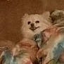 dog, blanket, couch, pillow, indoor, small_dog, white_dog, furniture, cozy, relaxing, pet, fur, animal, resting, colorful_blanket, timestamp, living_room, home, companion, soft