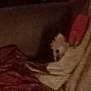 dog, blanket, couch, dim_light, indoor, cozy, small_dog, white_dog, fabric, pillow, furniture, soft, relaxing, nighttime, blurred, low_quality, home, pet, animal, resting