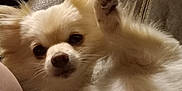 Rosie joined the competition — help win amazing prizes! dog, fluffy, paw, couch, indoor, living_room, carpet, furniture, shelf, photo_frame, pet, cute, raised_paw, fur, animal, relaxed, companion, home, cozy, closeup