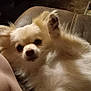 dog, fluffy, paw, couch, indoor, living_room, carpet, furniture, shelf, photo_frame, pet, cute, raised_paw, fur, animal, relaxed, companion, home, cozy, closeup
