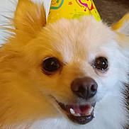 Rosie joined the competition — help win amazing prizes! dog, party_hat, fluffy, smiling, indoor, pet, cute, face, fur, celebration, home, living_room, plant, cabinet, door, animal, happy, closeup, canine, portrait