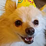 dog, party_hat, fluffy, smiling, indoor, pet, cute, face, fur, celebration, home, living_room, plant, cabinet, door, animal, happy, closeup, canine, portrait