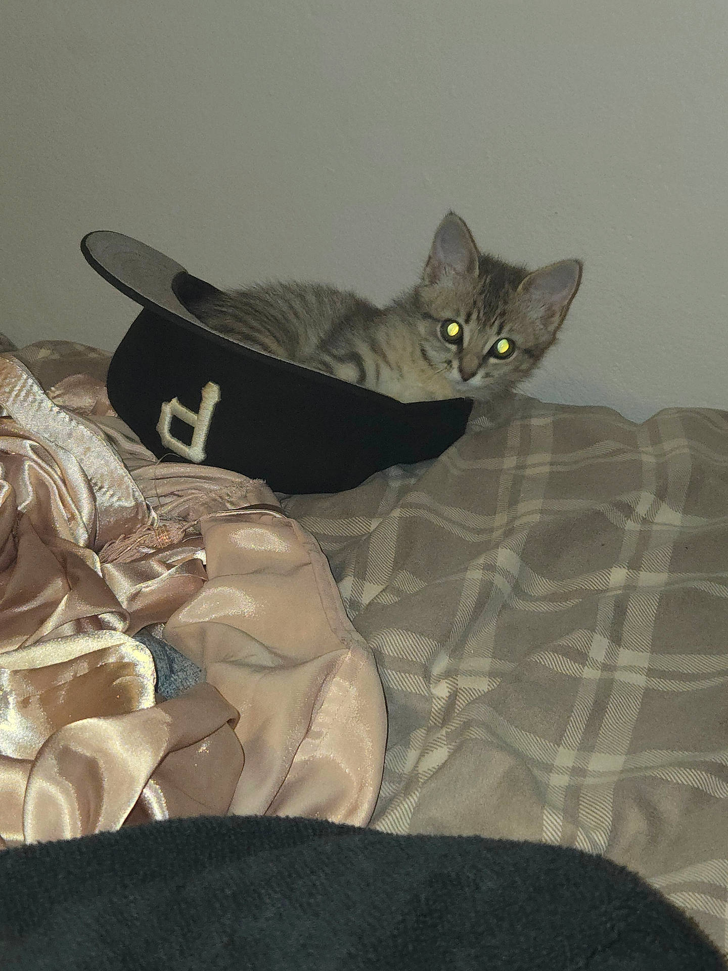 Millie joined the competition — help win amazing prizes! animal, bed, blanket, cat, cozy, curious, cute, feline, flash_reflection, fur, hat, indoor, kitten, pet, plaid, resting, silk_fabric, small, soft_texture, young_cat