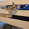 Millie joined the competition — help win amazing prizes! kitten, cat, bunk_bed, wood, paw, indoor, pet, curious, feline, young, animal, resting, sleepy, soft_light, close_up, brown, gray, striped, cute, cozy