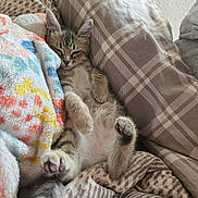 Millie joined the competition — help win amazing prizes! kitten, cat, sleeping, blanket, cushion, plaid, patterned, cozy, furry, pet, animal, paw, indoor, resting, cute, relaxed, soft, fur, napping, comfort