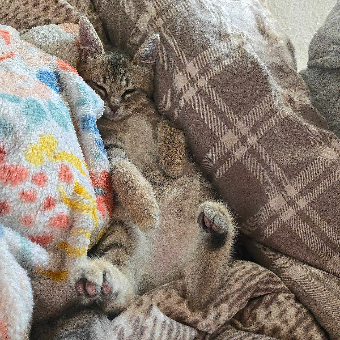 Millie joined the competition — help win amazing prizes! kitten, cat, sleeping, blanket, cushion, plaid, patterned, cozy, furry, pet, animal, paw, indoor, resting, cute, relaxed, soft, fur, napping, comfort