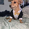 Brodee is registered to the contest to win money with this photo: animal, bed, blanket, bow_tie, closeup, clothing, cute, dog, domestic_animal, ears, fashion, fur, furry, indoors, looking_away, pet, portrait, small_dog, tuxedo, whiskers