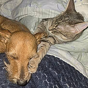 Brodee joined the competition — help win amazing prizes! cat, dog, kitten, puppy, sleeping, cuddling, pets, animal, furry, brown_dog, tabby_cat, closed_eyes, bed, blanket, bedding, indoors, cozy, nap, friendship, portrait