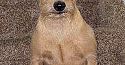 Brodee is registered to the contest to win money with this photo: alert, animal, brown, canine, carpet, companion, cute, dog, ears, fur, home, indoor, looking_at_camera, paw, pet, portrait, sitting, small_dog, staircase, tail