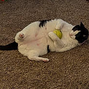 Nemo joined the competition — help win amazing prizes! animal, black_and_white, carpet, cat, claws, cute, domestic, feline, fur, indoor, lying_down, mammal, paw, pet, playful, relaxed, tail, tennis_ball, toy, whiskers