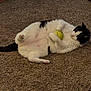 animal, black_and_white, carpet, cat, claws, cute, domestic, feline, fur, indoor, lying_down, mammal, paw, pet, playful, relaxed, tail, tennis_ball, toy, whiskers