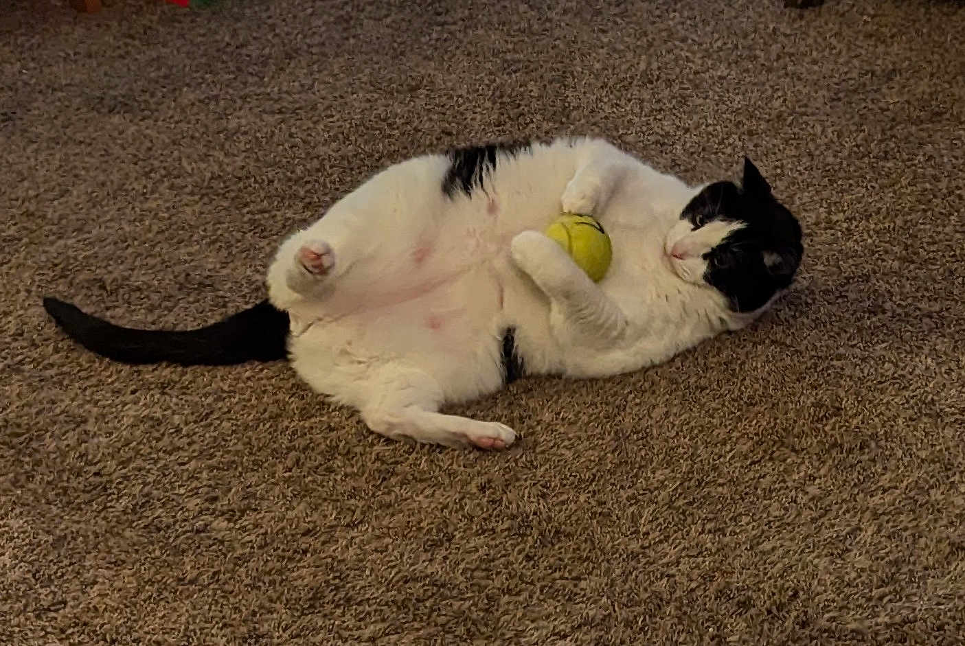 Nemo