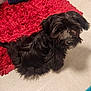 Nailah joined the competition — help win amazing prizes! affenpinscher, animal, canine, cockerspaniel, dog, dogbed, homedecor, pet, poodle, puppy, rug, terrier